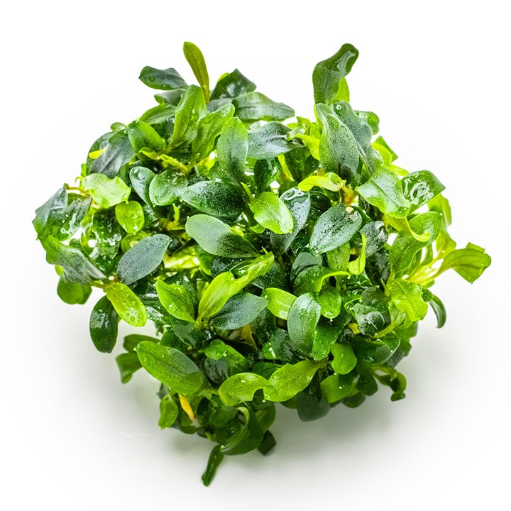 Bucephalandra sp. 'Needle Leaf' – InVitro 3er Pack – Ansicht 2