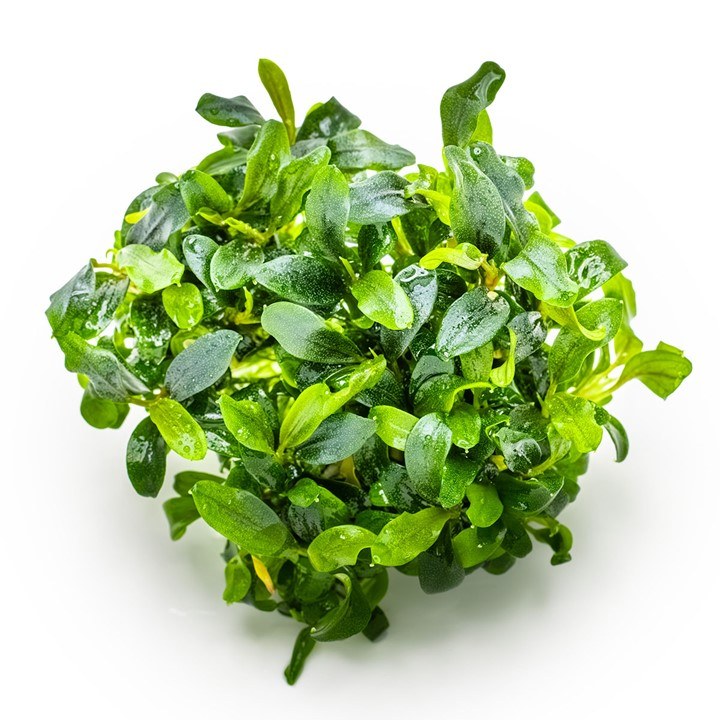 Bucephalandra sp. 'Needle Leaf' – InVitro 3er Pack – Ansicht 3