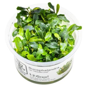 Bucephalandra sp. 'Needle Leaf' – InVitro 3er Pack
