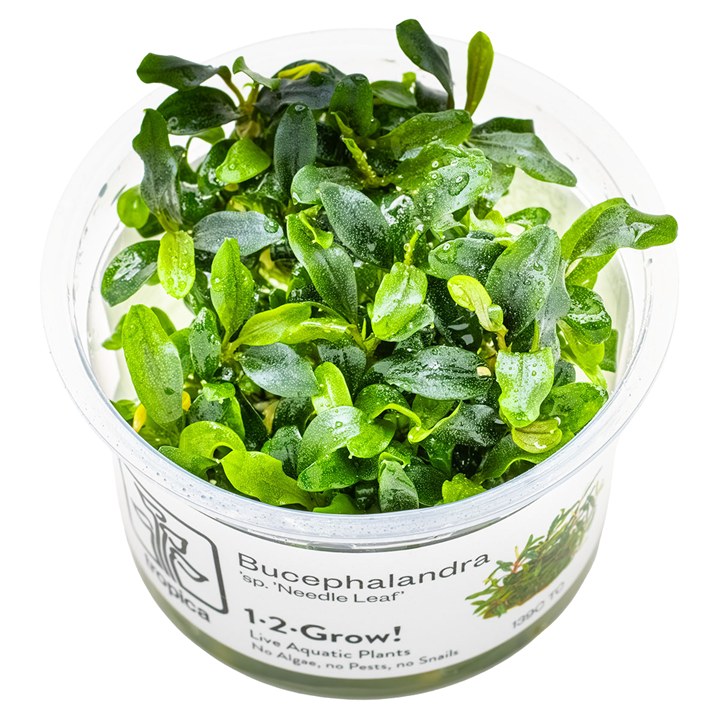 Bucephalandra sp. 'Needle Leaf' – InVitro 3er Pack