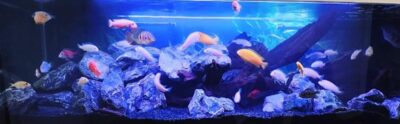Kundenaquarium mit Pflanzen von aquaplant-shop.business