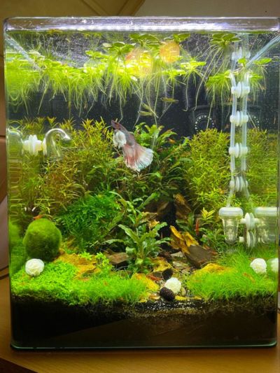 Kundenaquarium mit Pflanzen von aquaplant-shop.business