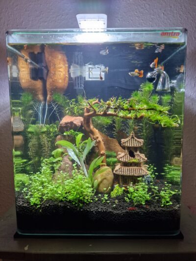 Kundenaquarium mit Pflanzen von aquaplant-shop.business