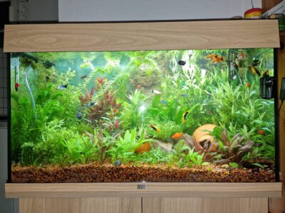 Kundenaquarium mit Pflanzen von aquaplant-shop.business