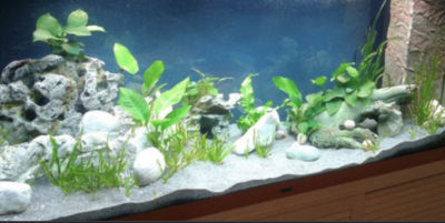 Kundenaquarium mit Pflanzen von aquaplant-shop.business