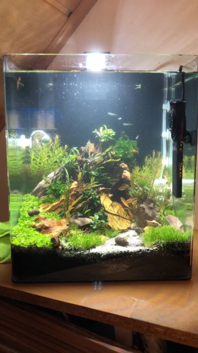 Kundenaquarium mit Pflanzen von aquaplant-shop.business