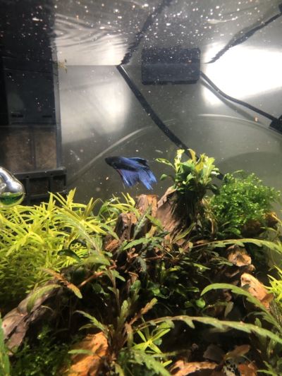 Kundenaquarium mit Pflanzen von aquaplant-shop.business