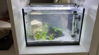 Kundenaquarium mit Pflanzen von aquaplant-shop.business