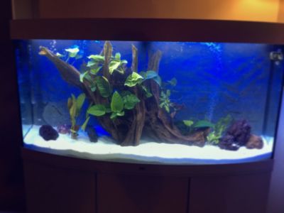 Kundenaquarium mit Pflanzen von aquaplant-shop.business