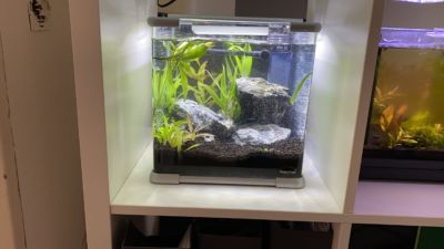 Kundenaquarium mit Pflanzen von aquaplant-shop.business