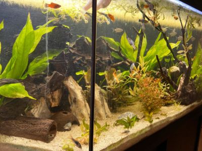 Kundenaquarium mit Pflanzen von aquaplant-shop.business