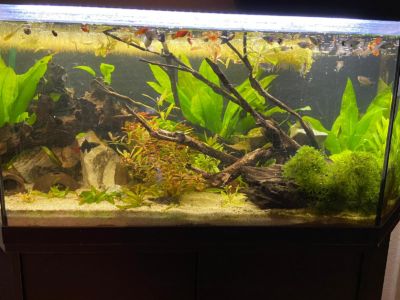 Kundenaquarium mit Pflanzen von aquaplant-shop.business