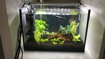 Kundenaquarium mit Pflanzen von aquaplant-shop.business