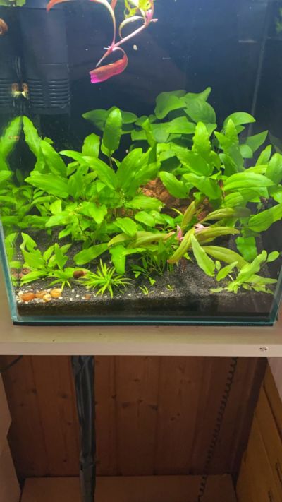Kundenaquarium mit Pflanzen von aquaplant-shop.business