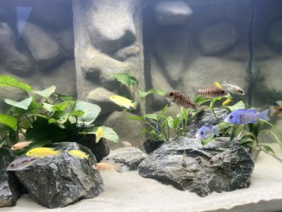 Kundenaquarium mit Pflanzen von aquaplant-shop.business