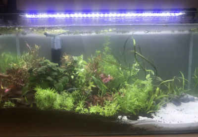 Kundenaquarium mit Pflanzen von aquaplant-shop.business