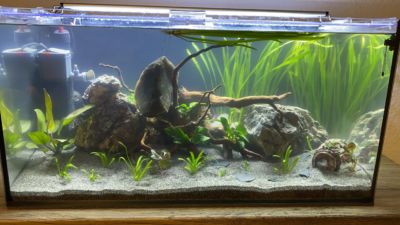 Kundenaquarium mit Pflanzen von aquaplant-shop.business