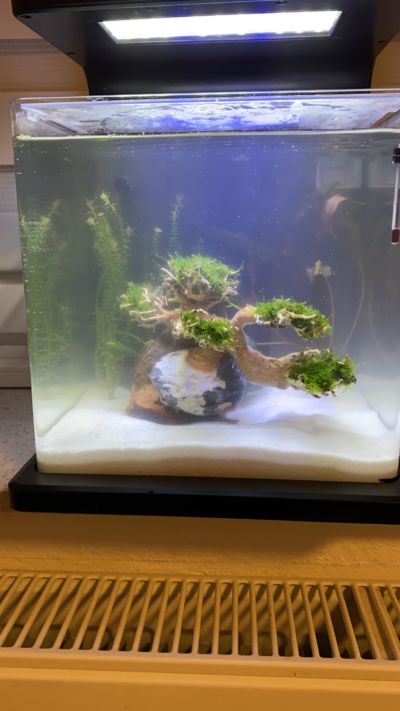 Kundenaquarium mit Pflanzen von aquaplant-shop.business
