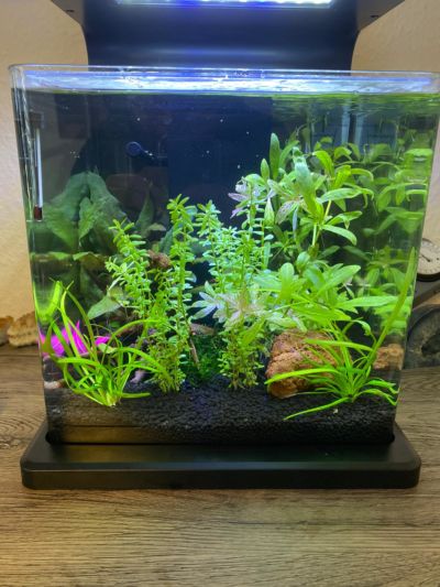 Kundenaquarium mit Pflanzen von aquaplant-shop.business