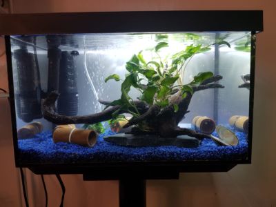 Kundenaquarium mit Pflanzen von aquaplant-shop.business