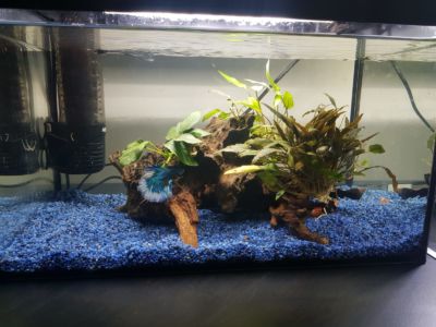 Kundenaquarium mit Pflanzen von aquaplant-shop.business