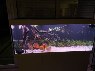 Kundenaquarium mit Pflanzen von aquaplant-shop.business