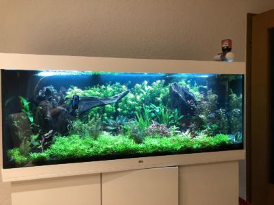 Kundenaquarium mit Pflanzen von aquaplant-shop.business