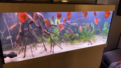 Kundenaquarium mit Pflanzen von aquaplant-shop.business