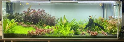 Kundenaquarium mit Pflanzen von aquaplant-shop.business