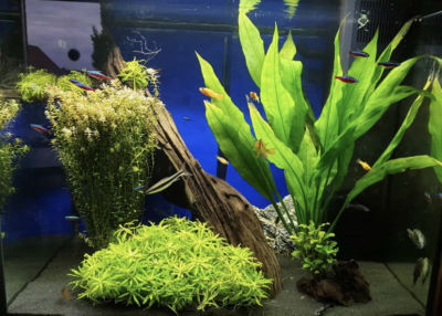 Kundenaquarium mit Pflanzen von aquaplant-shop.business