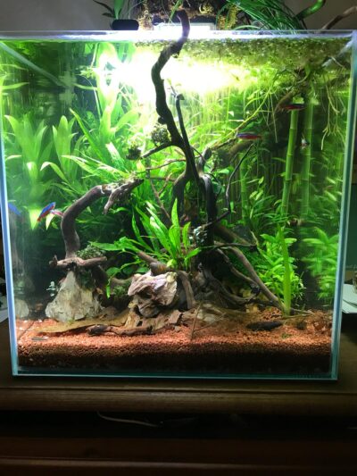 Kundenaquarium mit Pflanzen von aquaplant-shop.business