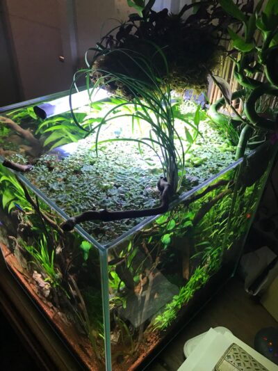 Kundenaquarium mit Pflanzen von aquaplant-shop.business