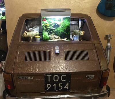 Kundenaquarium mit Pflanzen von aquaplant-shop.business