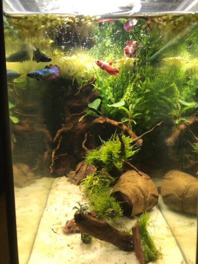 Kundenaquarium mit Pflanzen von aquaplant-shop.business