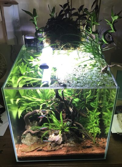 Kundenaquarium mit Pflanzen von aquaplant-shop.business