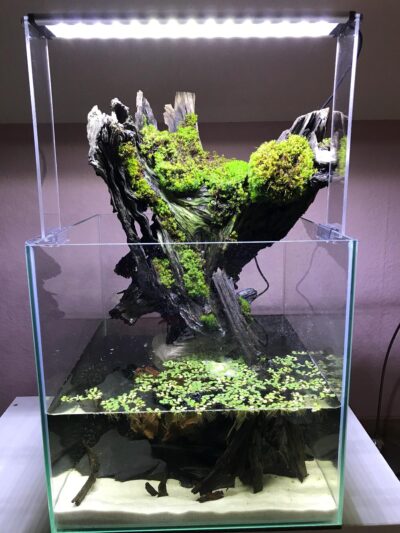 Kundenaquarium mit Pflanzen von aquaplant-shop.business