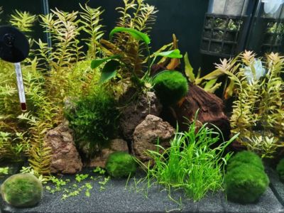 Kundenaquarium mit Pflanzen von aquaplant-shop.business