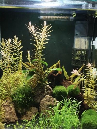 Kundenaquarium mit Pflanzen von aquaplant-shop.business