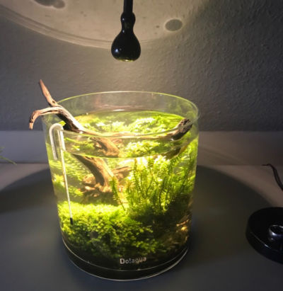 Kundenaquarium mit Pflanzen von aquaplant-shop.business