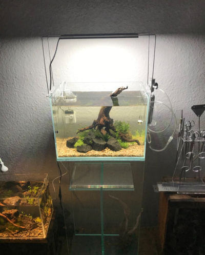 Kundenaquarium mit Pflanzen von aquaplant-shop.business