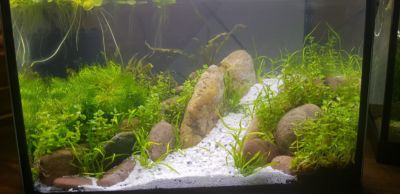 Kundenaquarium mit Pflanzen von aquaplant-shop.business