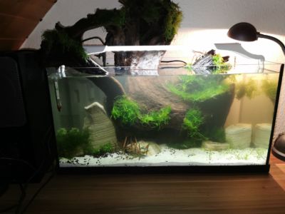 Kundenaquarium mit Pflanzen von aquaplant-shop.business