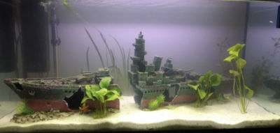 Kundenaquarium mit Pflanzen von aquaplant-shop.business