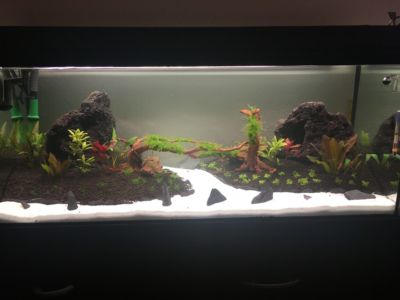 Kundenaquarium mit Pflanzen von aquaplant-shop.business