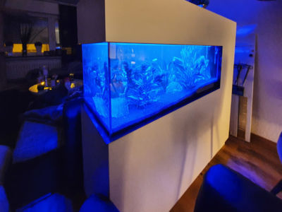 Kundenaquarium mit Pflanzen von aquaplant-shop.business