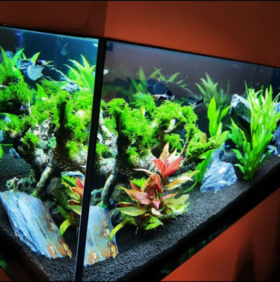 Kundenaquarium mit Pflanzen von aquaplant-shop.business
