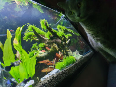 Kundenaquarium mit Pflanzen von aquaplant-shop.business