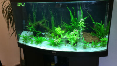 Kundenaquarium mit Pflanzen von aquaplant-shop.business