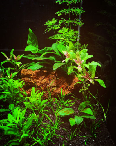 Kundenaquarium mit Pflanzen von aquaplant-shop.business