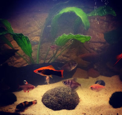 Kundenaquarium mit Pflanzen von aquaplant-shop.business